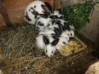 Króliki podczas posiłku w klatce
