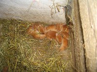 Małe króliki Burgundzkie