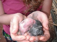 Małe króliki po porodzie na rękach opiekuna