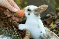 Mały królik jedzący marchewkę