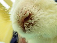 Choroba królików- pasteroloza