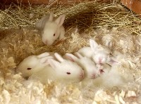 Pięć białych królików na sianie