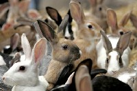 Stado młodych królików