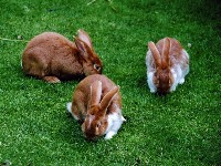 Trzy króliki na trawie