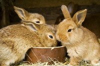 Trzy króliki przy misce