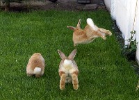Trzy króliki skaczące na trawie
