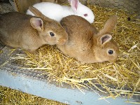 Trzy króliki na sianie w klatce
