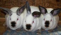Trzy króliki