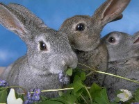 Trzy króliki