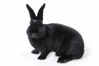 Wiedeński czarny królik