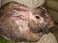 Zaniedbane uszy królika