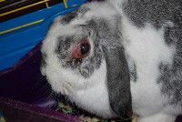 Zapalenie oczu u królików